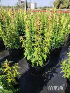 高度40厘米金鱼草