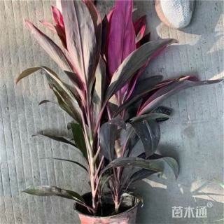 高度35厘米红叶朱蕉