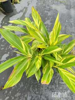 高度40厘米花叶良姜