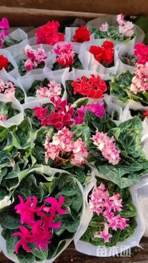 高度20厘米仙客来