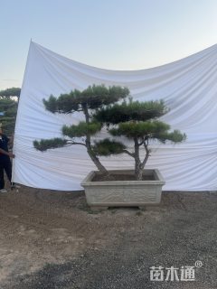 15公分造型黑松