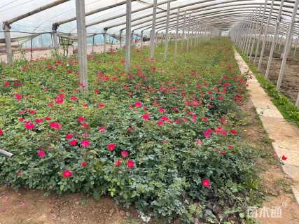 高度30厘米丰花月季