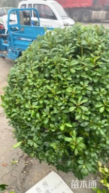 冠幅150厘米海桐球