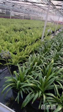 高度20厘米百子莲