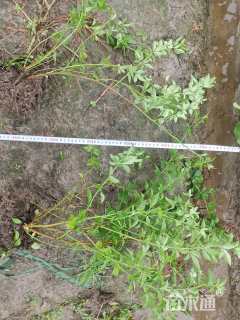 高度50厘米云南黄馨