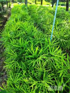 高度50厘米细叶棕竹
