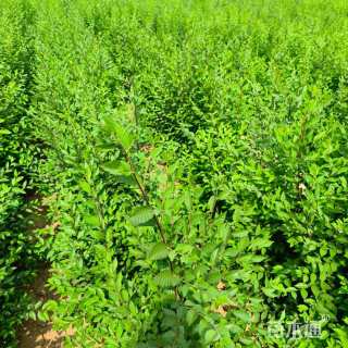 高度120厘米榆树小苗