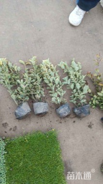 高度37厘米金边黄杨