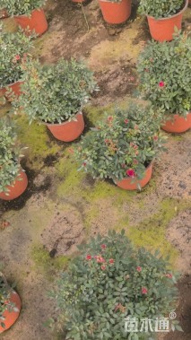 高度20厘米月季