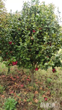 冠幅150厘米茶花球