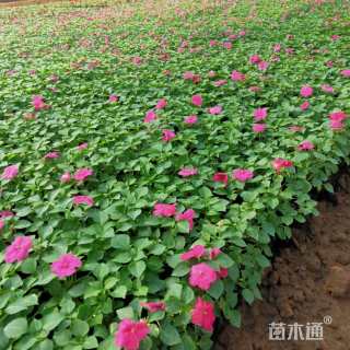 高度20厘米非洲凤仙