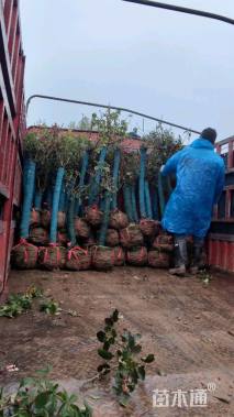 高度160厘米月季