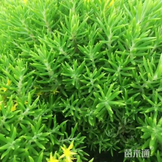 高度25厘米金叶佛甲草