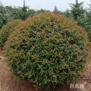 冠幅120厘米红叶石楠球