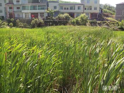 高度50厘米香蒲