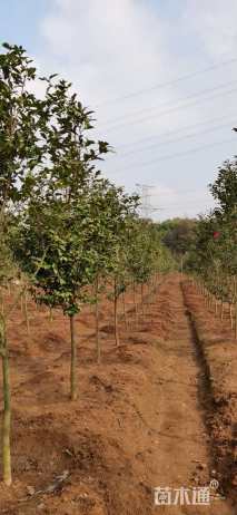 高度200厘米茶梅