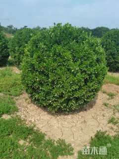 冠幅200厘米大叶黄杨球