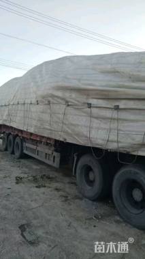 10公分大叶女贞