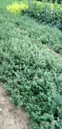 高度40厘米平枝栒子