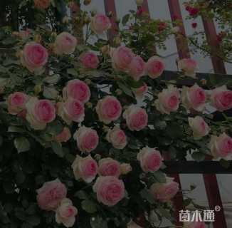 主蔓长150厘米藤本月季