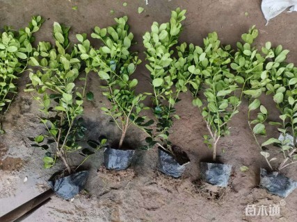 高度30厘米无刺枸骨小苗