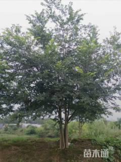 45公分(5杆)丛生朴树