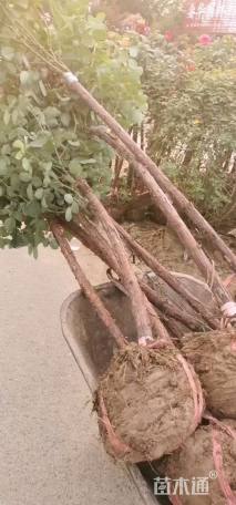 高度120厘米月季