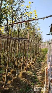 3公分黄花风铃木