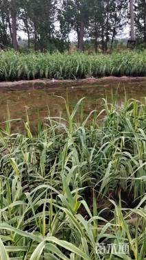 高度55厘米芦竹