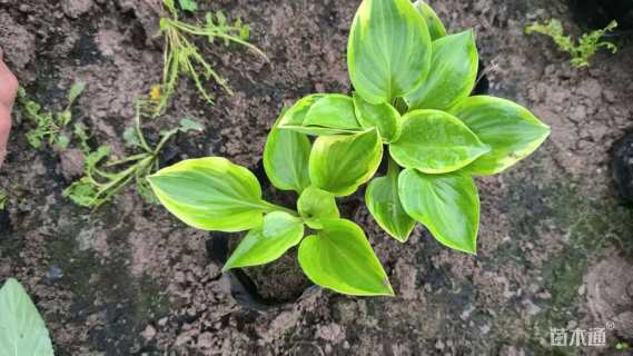 高度16厘米金边玉簪