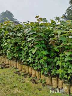 高度100厘米枫香小苗