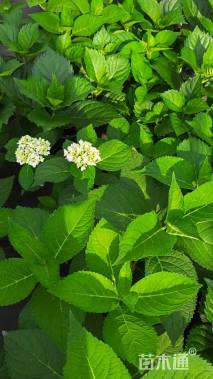 高度30厘米无尽夏绣球