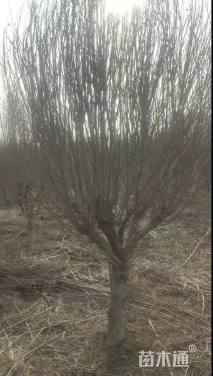 高度300厘米木槿