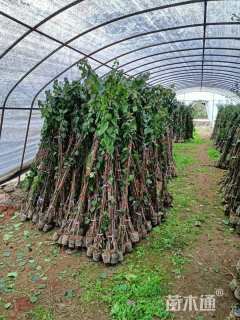 高度150厘米三角梅藤条