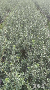 高度20厘米龟甲冬青