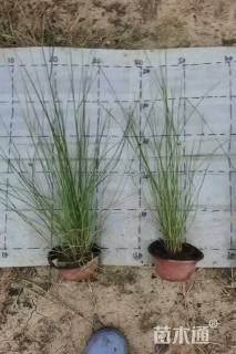 高度30厘米粉黛乱子草