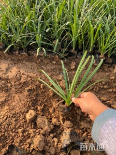 高度16厘米石蒜