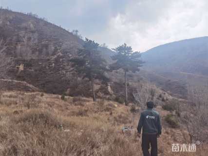 高度10000厘米油松