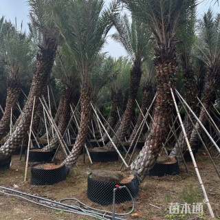 裸干高300厘米中东海枣