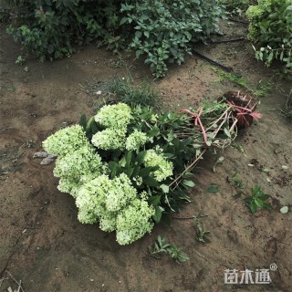 高度120厘米木绣球