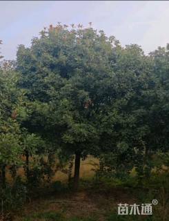 18公分红叶石楠