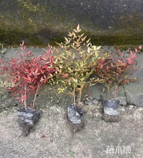 高度35厘米南天竹大杯