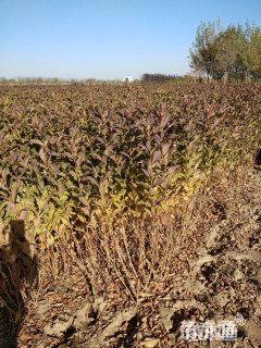 高度80厘米红王子锦带