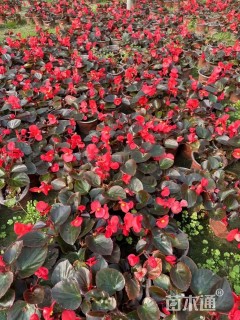 高度15厘米比哥海棠