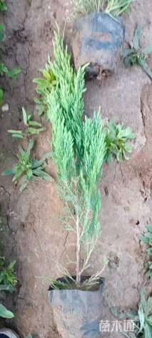 高度30厘米沙地柏