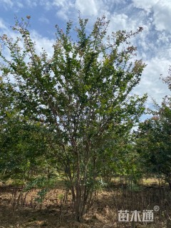 高度400厘米丛生紫薇