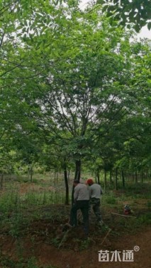 10公分朴树