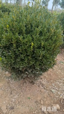 冠幅120厘米瓜子黄杨球