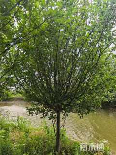 14公分西府海棠