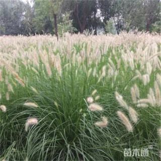 高度40厘米狼尾草